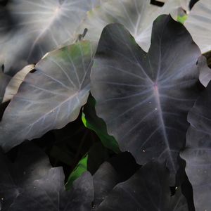 FLORA 658
