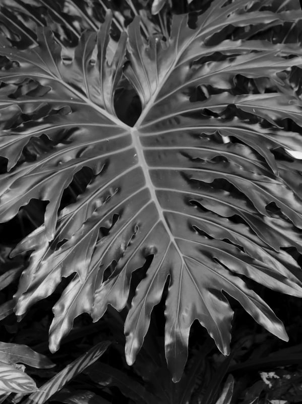 FLORA 1827