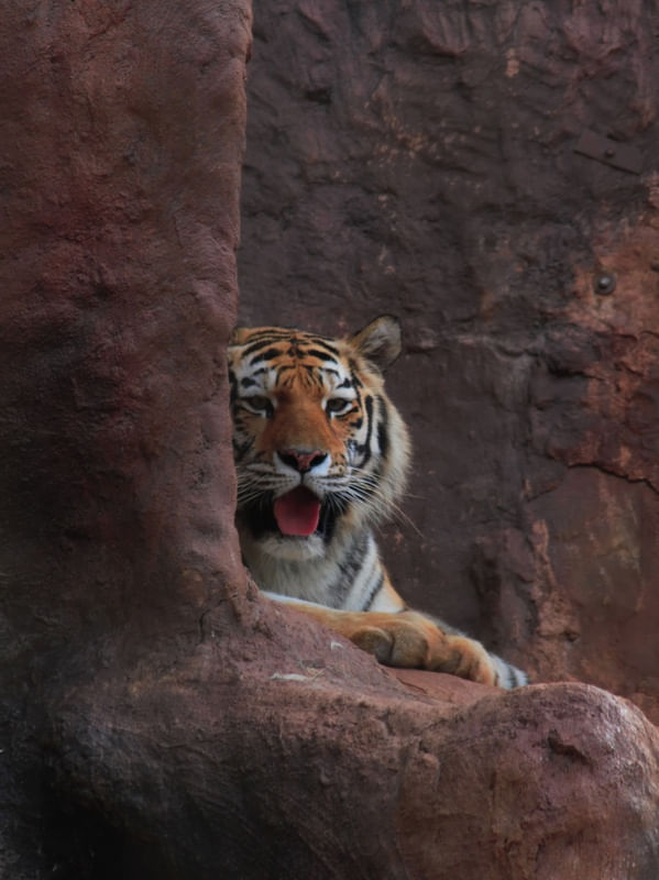 TIGRE 2394