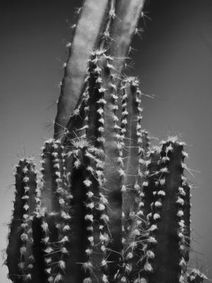 FLORA 2532