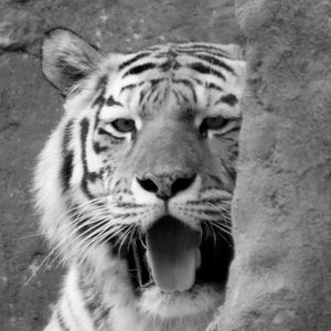 TIGRE 1282