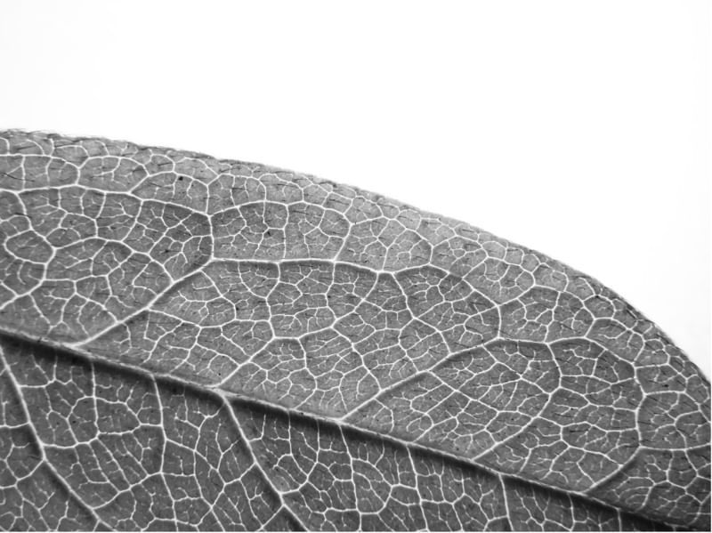 FLORA 2102