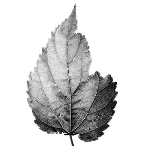 FLORA 557