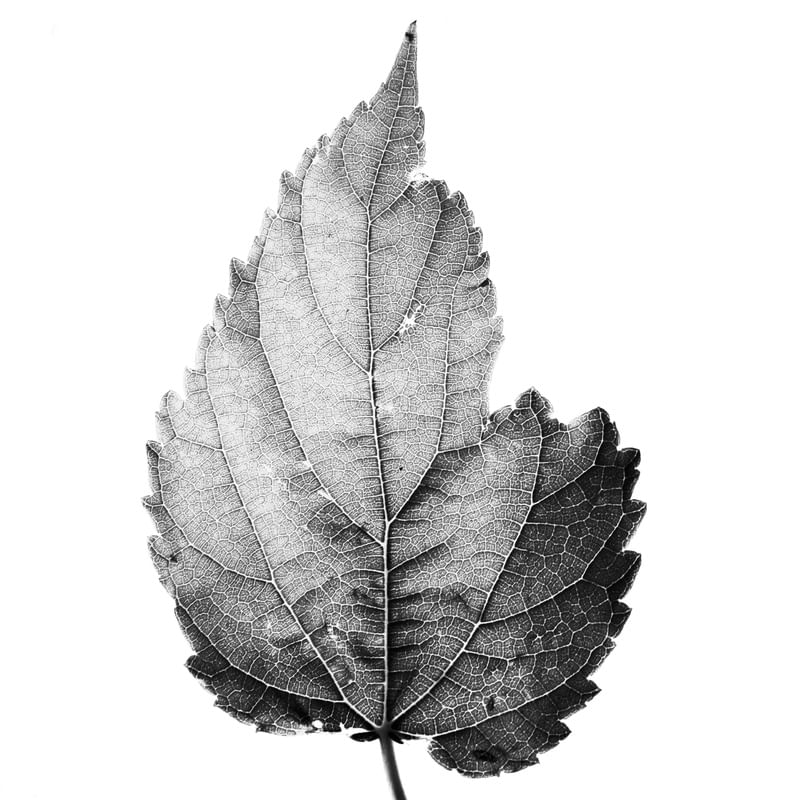 FLORA 557
