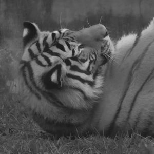 TIGRE 2757