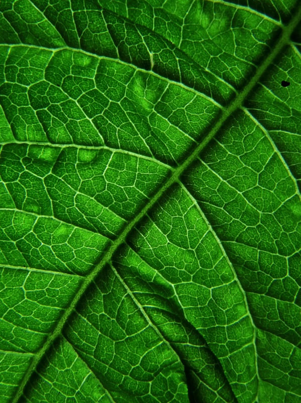 FLORA PRINT 2679