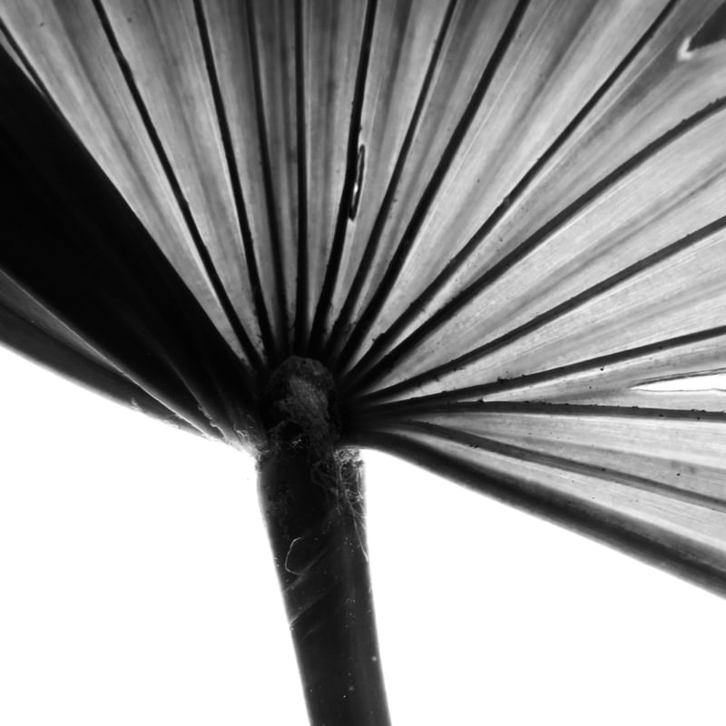 FLORA 775