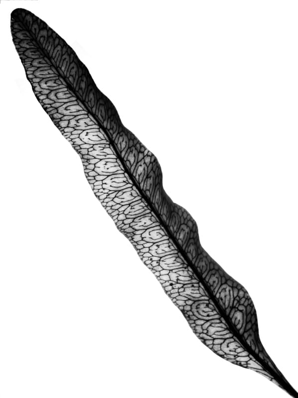 FLORA 406