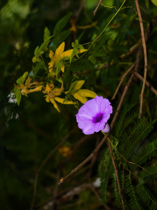 FLORA 649