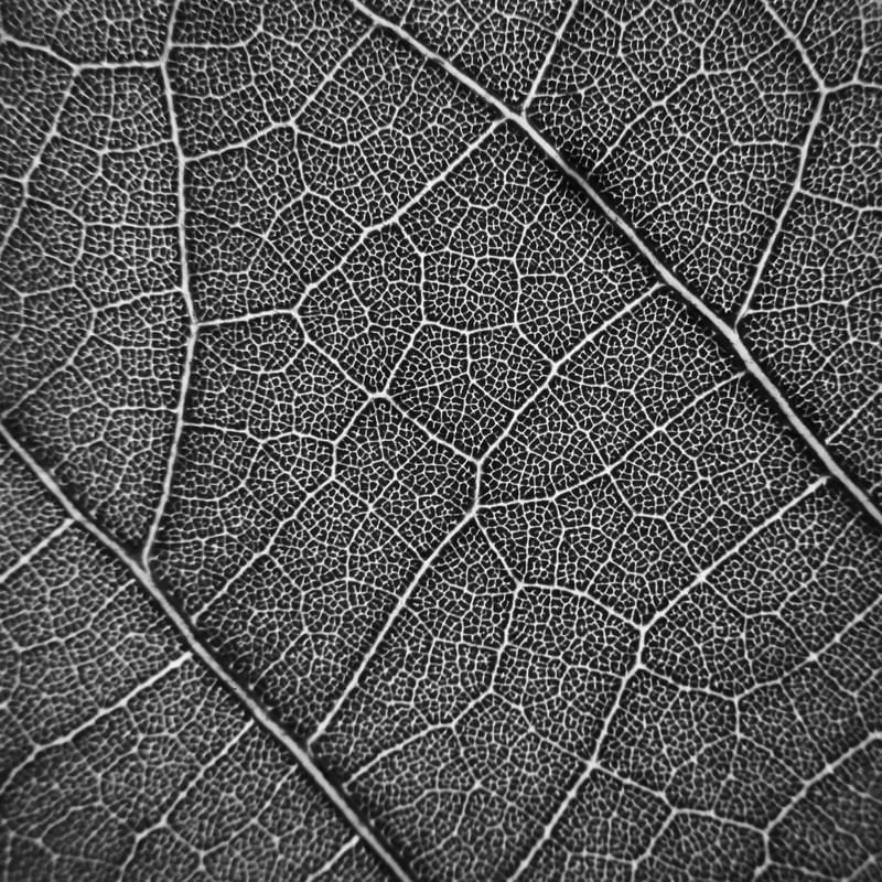 FLORA PRINT 2003