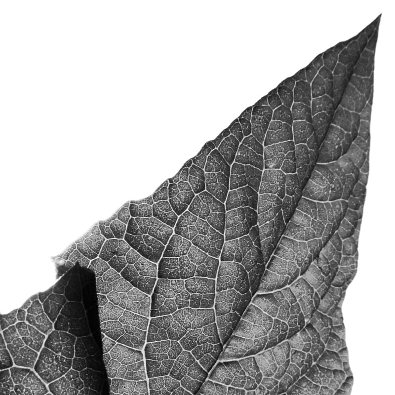 FLORA 608