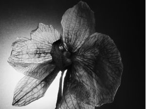 FLORA 790
