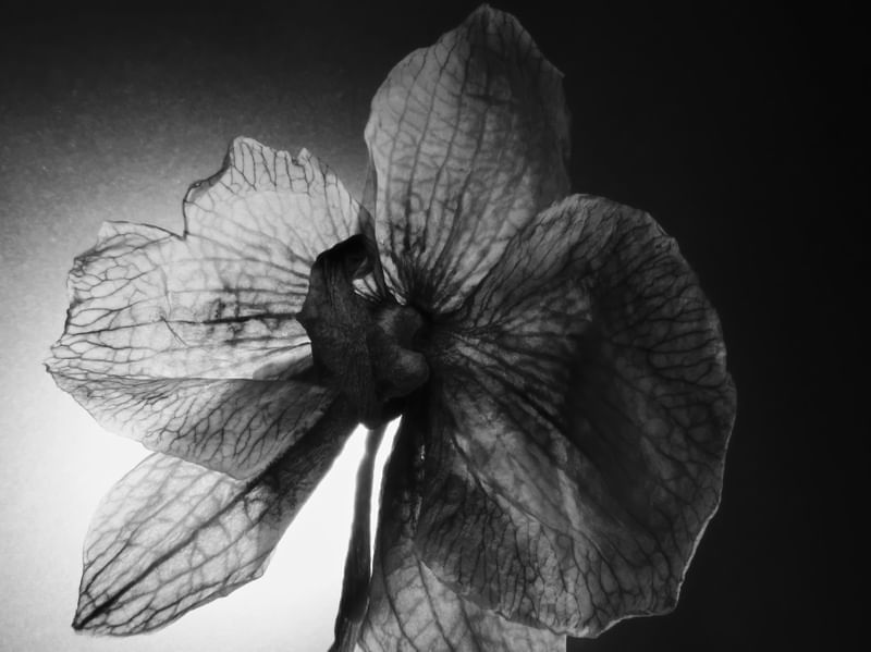 FLORA 790