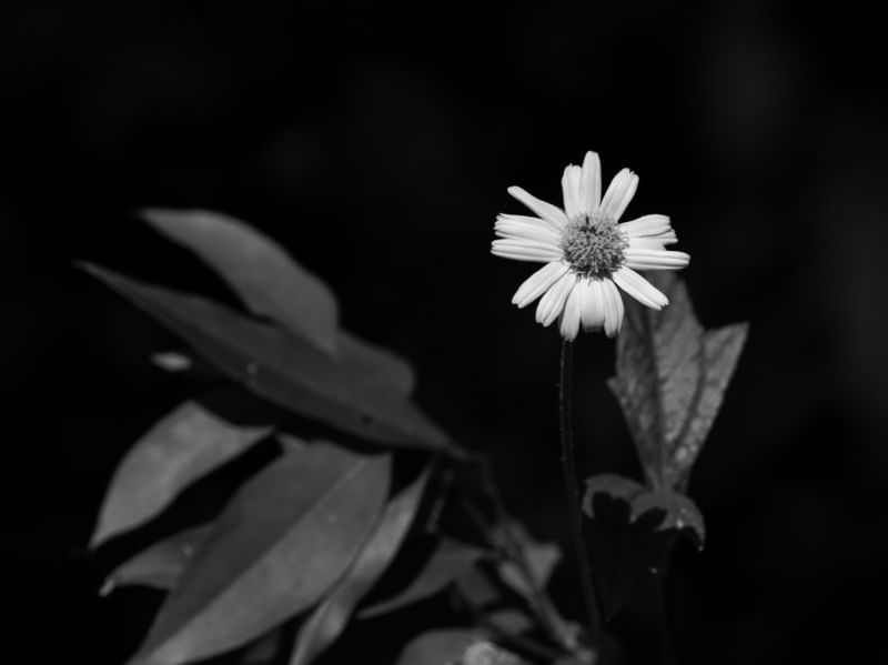 FLORA 741
