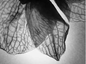 FLORA 816
