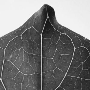 FLORA 2801