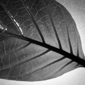 FLORA 1245
