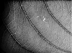 FLORA PRINT 972