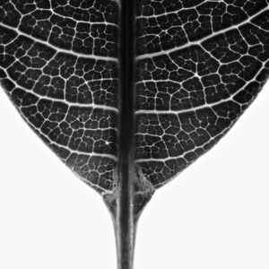 FLORA 1616