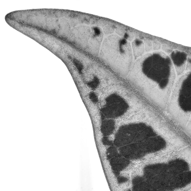 FLORA 1690
