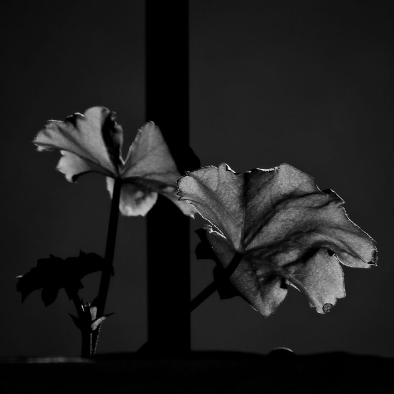 FLORA 396
