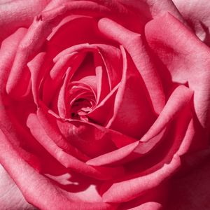 PÉTALA DE ROSA MAGENTA