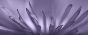 RAIO DE PÉTALAS DE FLORES LILAS