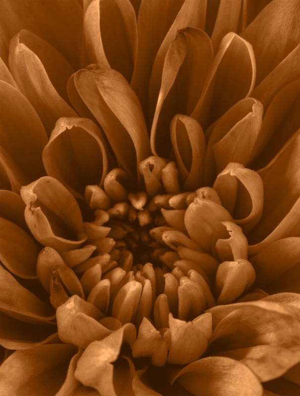 FLOR DESABROCHANDO 01