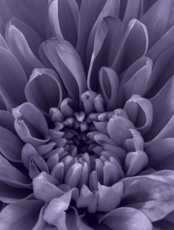 FLOR DESABROCHANDO 02