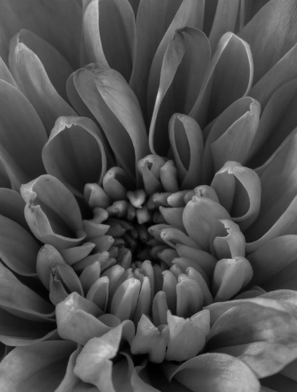 FLOR DESABROCHANDO 04