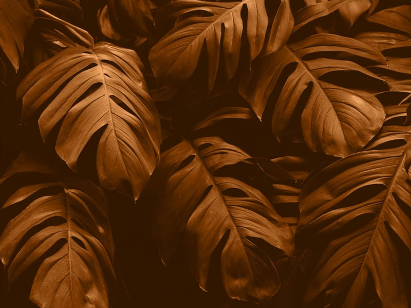 FOLHAGENS DE PALMEIRA 02