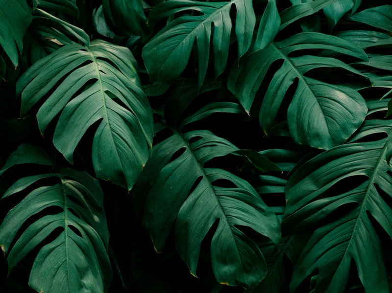 FOLHAGENS DE PALMEIRA