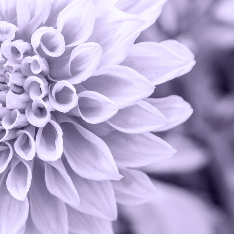 FLOR03