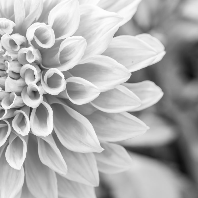 FLOR04