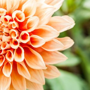 FLOR V