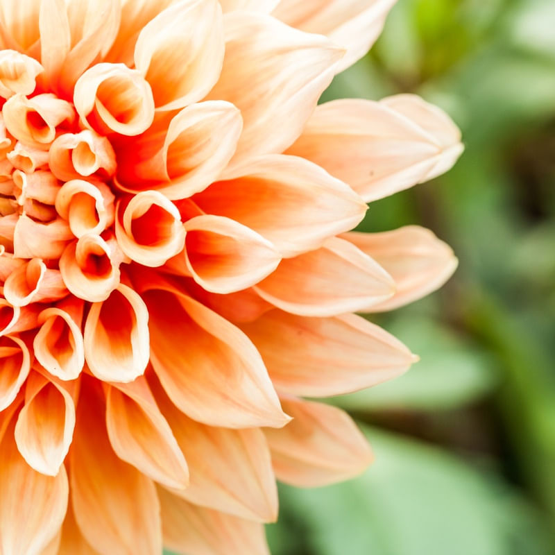 FLOR V