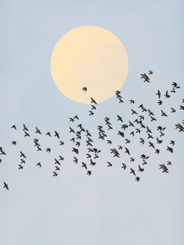 EL VUELO
