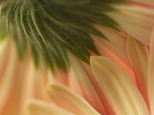 GERBERA RR2