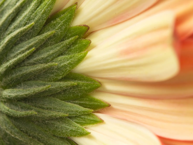 GERBERA RR3