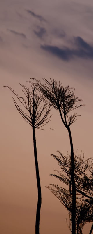 CREPÚSCULO II