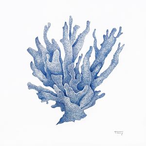 CORAL AZUL