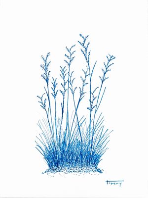 CAPIM AZUL