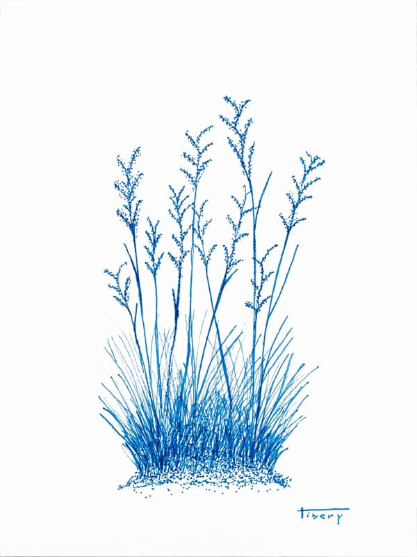 CAPIM AZUL