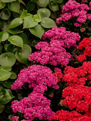 FLORES E CORES EM HOLAMBRA
