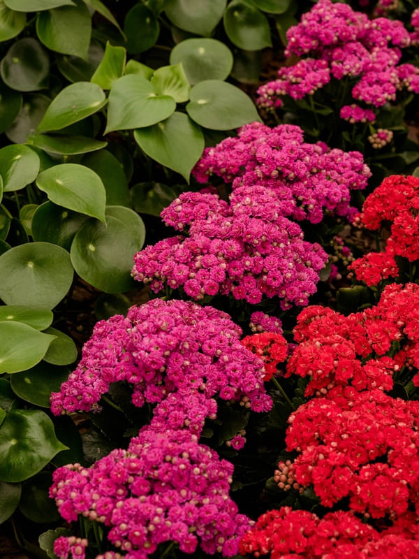 FLORES E CORES EM HOLAMBRA