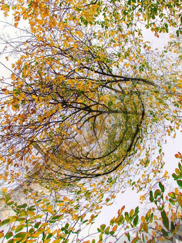 TÚNEL DO TEMPO FLORAL 2