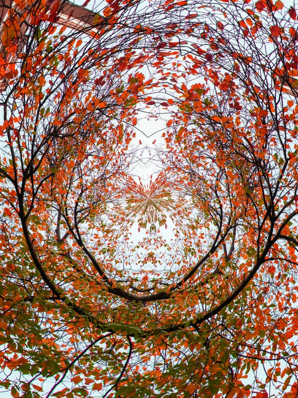 TÚNEL DO TEMPO FLORAL 4