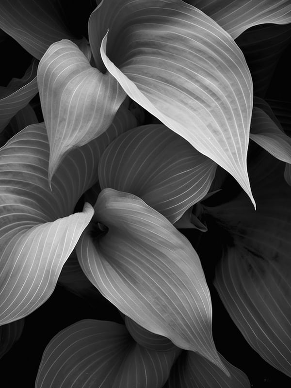 NATUREZA PB 11 BY AI
