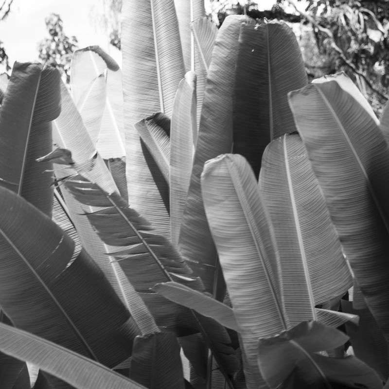 AS FOLHAS - BANANEIRAS
