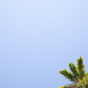 CÉU E O COQUEIRO